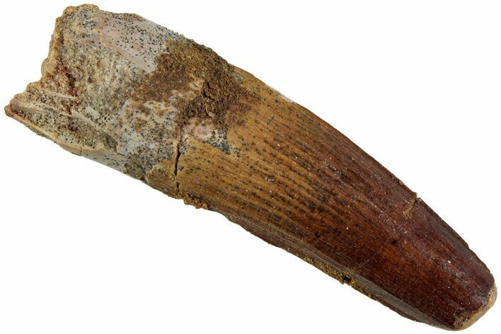 Fossil Spinosaurus Tooth - Real Dinosaur Tooth #230731